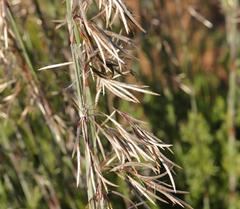 Thamnochortus cinereus
