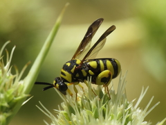 Leucospis intermedia