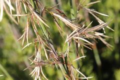 Thamnochortus cinereus
