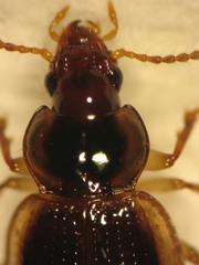 Trichopsida pretiosa