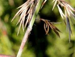 Thamnochortus cinereus