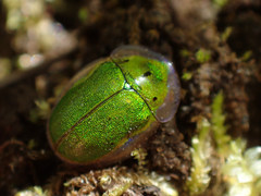 Physonota helianthi