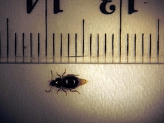 Trichopsida pretiosa