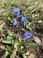 Scilla siberica