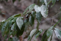 Cinnamomum reticulatum