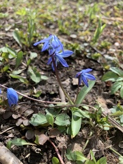 Scilla siberica