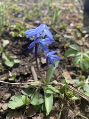 Scilla siberica