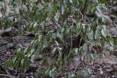 Cinnamomum reticulatum