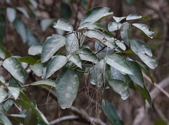 Cinnamomum reticulatum