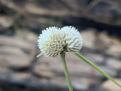 Cyperus ascocapensis