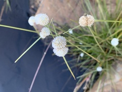 Cyperus ascocapensis