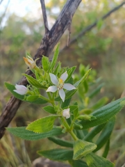 Trembleya phlogiformis