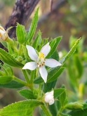 Trembleya phlogiformis