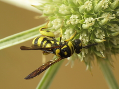 Leucospis intermedia