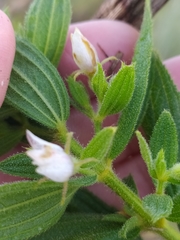 Trembleya phlogiformis