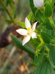 Trembleya phlogiformis