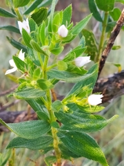 Trembleya phlogiformis