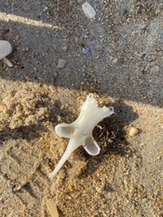 Rostroraja eglanteria