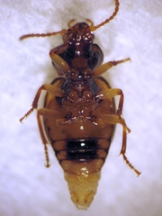 Trichopsida pretiosa