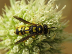 Leucospis intermedia