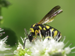 Leucospis intermedia