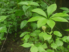 Arisaema tortuosum
