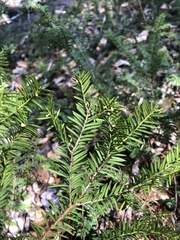 Taxus canadensis
