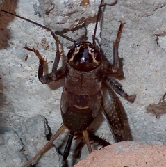 Teleogryllus mitratus