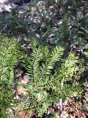 Taxus canadensis