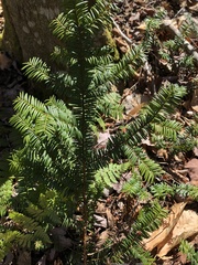 Taxus canadensis