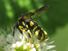 Leucospis intermedia