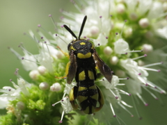 Leucospis intermedia