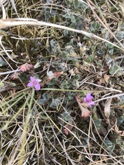Erodium cicutarium