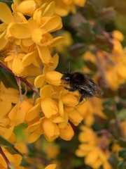 Bombus hypnorum