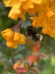 Bombus hypnorum