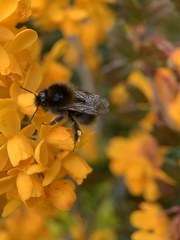 Bombus hypnorum