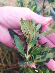 Trembleya parviflora