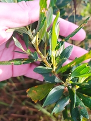 Trembleya parviflora