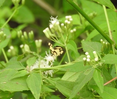 Baeotis zonata zonata