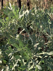 Cussonia transvaalensis