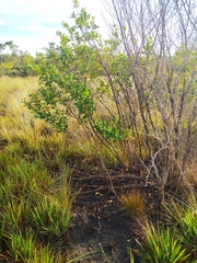 Trembleya parviflora