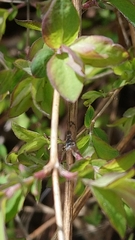 Symphoricarpos × chenaultii