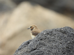 Oenanthe melanoleuca