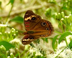 Junonia pacoma