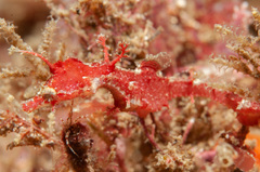 Idiotropiscis lumnitzeri