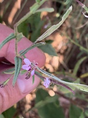 Cleome monophylla