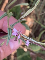 Cleome monophylla
