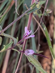 Cleome monophylla