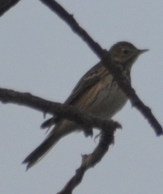 Tree Pipit