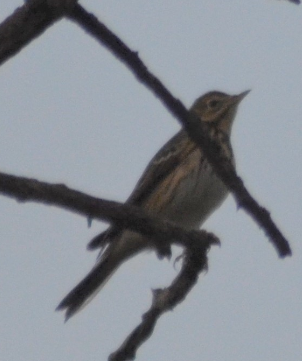Tree Pipit